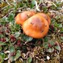Orange fungi.